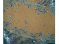 Lehenga choli w/ zari & sequins work for teenage girls (LC3305)