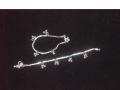 Indian silver payals/anklets for baby girls (PY17001)